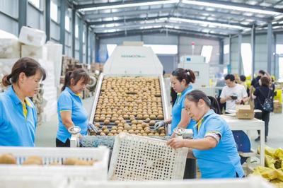 10亿猕猴桃的电商奇迹 武功县如何打造中国猕猴桃电商第一县